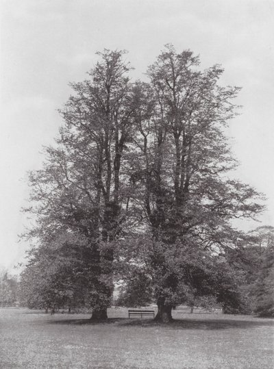 Kew Gardens, c.1900 door E. J. Wallis