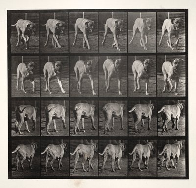 Dread Trotting, 1887 door Eadweard Muybridge