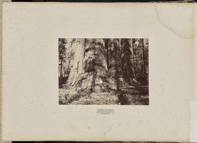 Mammoth Tree Grove, Calaveras County, Californië. De heksengroep van Salem. Gemiddeld 300 voet hoog, 65 voet in omtrek door Eadweard J. Muybridge