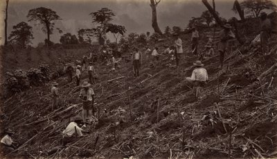Het Opzetten van een Koffieplantage in Antigua de Guatemala, 1875, gepubliceerd 1877 door Eadweard Muybridge