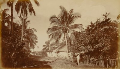 Cacaopalm - Retalhuleu, Guatemala door Eadweard Muybridge