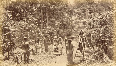 Koffieoogst in San Isidro - hoogte 1000 voet, Guatemala door Eadweard Muybridge