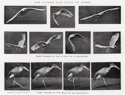 Eadweard Muybridge: De vlucht en wandeling van vogels (zw/w foto) door Eadweard Muybridge