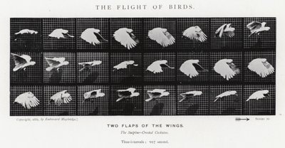 De Vlucht van Vogels door Eadweard Muybridge