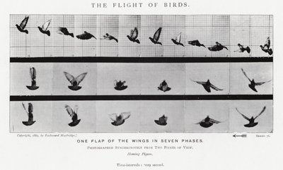 Eadweard Muybridge: De Vlucht van Vogels door Eadweard Muybridge
