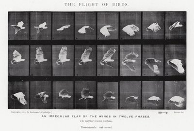 Eadweard Muybridge: De Vlucht van Vogels door Eadweard Muybridge