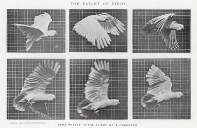 Eadweard Muybridge: De Vlucht van Vogels door Eadweard Muybridge