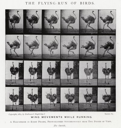 Eadweard Muybridge: De vliegende loop van vogels door Eadweard Muybridge