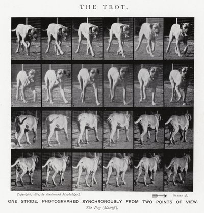 Eadweard Muybridge: De galop (zwart-wit foto) door Eadweard Muybridge