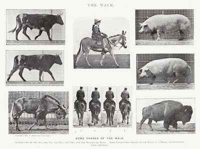 Eadweard Muybridge: De wandeling (zwart-wit foto) door Eadweard Muybridge