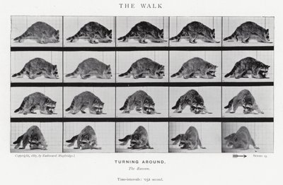 Eadweard Muybridge: De Wandeling (zw/w foto) door Eadweard Muybridge
