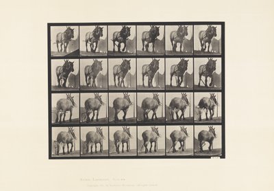 Plaat 564. Slepen; Gebroken Houtketting; Donkergrijs Belgisch Paard Dusel door Eadweard Muybridge