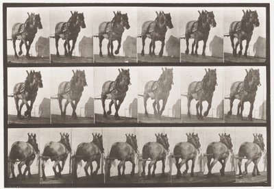 Plaat 566. Trekken; donkergrijs Belgisch paard Dusel, 1885 door Eadweard Muybridge