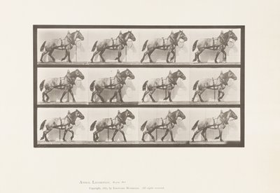 Trekken; Donkergrijs Belgisch Paard Billy, 1885 door Eadweard Muybridge