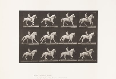 Plaat 617. Galop; Zonder zadel; Ruiter, 106, Naakt; Wit Paard Clinton, 1885 door Eadweard Muybridge