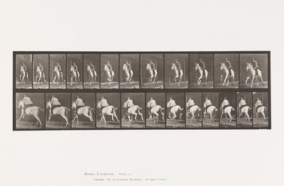 Plaat 630. Galop; Zadel; Grijze Merrie Pandora door Eadweard Muybridge