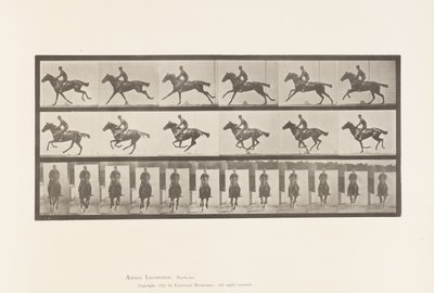 Plaat 631. Galop; Zadel; Volbloed Bruin Paard Bouquet door Eadweard Muybridge