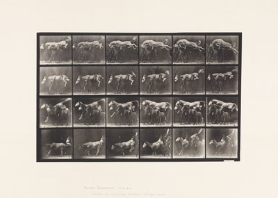 Plaat 648. Springen over drie paarden; A,B; Kastanjebruin paard Hornet door Eadweard Muybridge