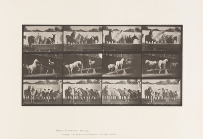 Plaat 651.A, Klokluiden; B, Wipplank; C, Militaire Oefening door Eadweard Muybridge