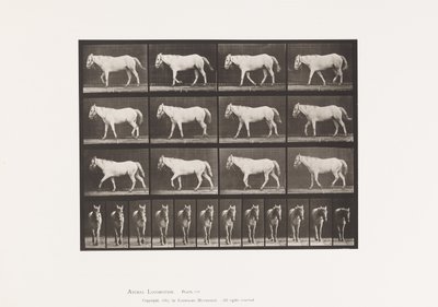 Plaat 656. Lopen; Vrij; Verbening van kraakbeen door Eadweard Muybridge