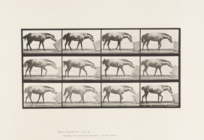 Plaat 657. Een doos rollen; Pony, Lotta door Eadweard Muybridge