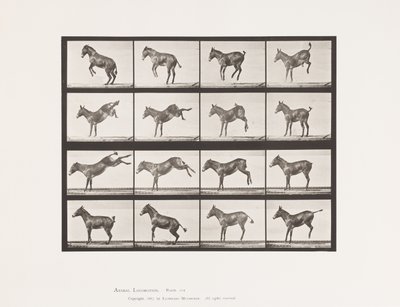 Plaat 659. Muildier; A, B, Bokkend en Schoppend; Ruth door Eadweard Muybridge