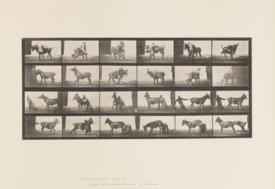 Plaat 662. Muildier; A, B, Een Weerbarstig Dier Denver door Eadweard Muybridge