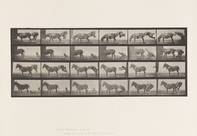 Plaat 663. Muilezel; A, B, Een Weerbarstig Dier Denver door Eadweard Muybridge
