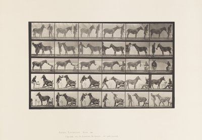 Plaat 664. Muilezel; Verschillende uitvoeringen; aan een tafel, enz. door Eadweard Muybridge