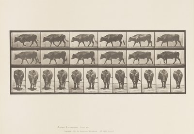 Plaat 670. Os; Lopen door Eadweard Muybridge