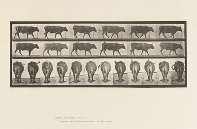 Plaat 671. Os; Lopen door Eadweard Muybridge