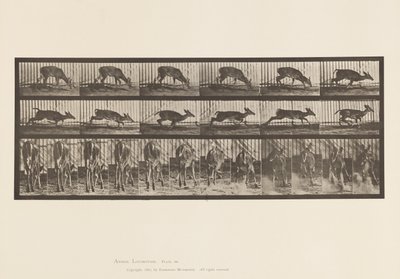 Plaat 681. Virginia Hert; (Zonder Gewei) Bok Lopend door Eadweard Muybridge