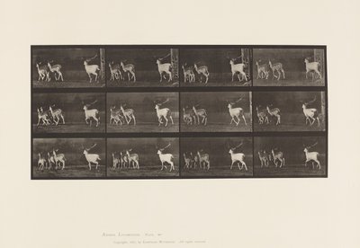Plaat 687. Damhert; Bok en groep hinden; Galopperend door Eadweard Muybridge