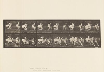 Plaat 688. Damhert; Bok en Groep Hinden; Galopperend door Eadweard Muybridge