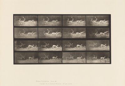 Plaat 689. Damhert; A, B, Bok en Groep Hindes; Galopperen door Eadweard Muybridge
