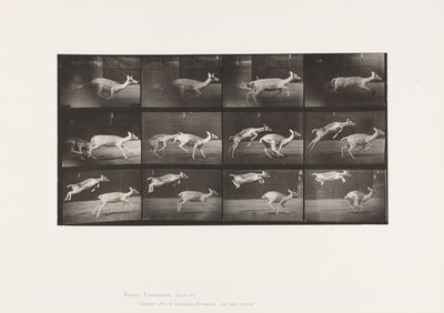 Plaat 691. Damhert; Hinde; Galopperen; en Kid; Springen door Eadweard Muybridge