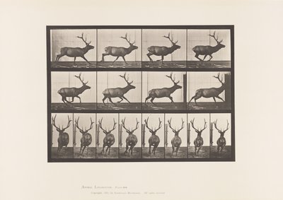 Plaat 695. Eland, Galopperen door Eadweard Muybridge