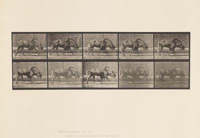 Plaat 701. Gnoe; Wandelen door Eadweard Muybridge