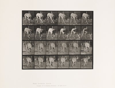 Plaat 703. Hond; Lopen; Onderbroken Mastiff-Dread door Eadweard Muybridge