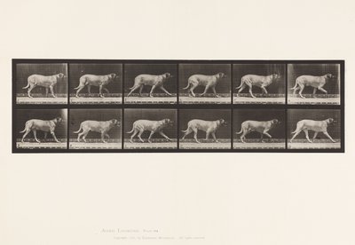 Plaat 706. Hond; Dravend; Mastiff door Eadweard Muybridge
