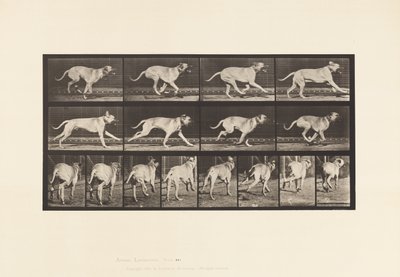Plaat 707. Hond; Galopperen; Mastiff door Eadweard Muybridge
