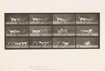 Plaat 715. Honden; Drie, Trekkend aan een Handdoek, Ike, Maggie, enz. door Eadweard Muybridge