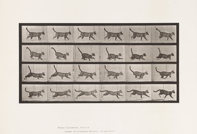 Plaat 716. Kat; Wandelen, Overgang naar Galopperen door Eadweard Muybridge
