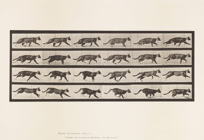 Plaat 718. Kat; Dravend; Overgang naar galopperen door Eadweard Muybridge