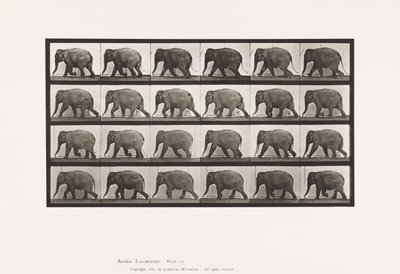 Plaat 733. Olifant; Lopen door Eadweard Muybridge