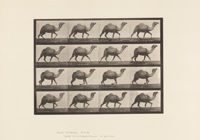 Plaat 736. Egyptische Kameel; Racking door Eadweard Muybridge