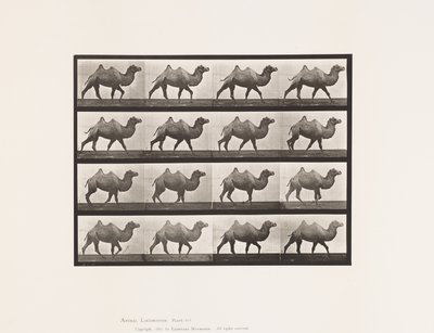 Plaat 737. Bactrische Kameel; Wandelen door Eadweard Muybridge