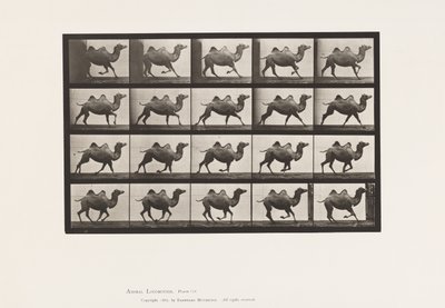 Plaat 739. Bactrische Kameel; Galopperen door Eadweard Muybridge