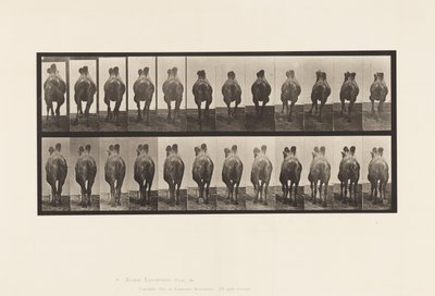 Plaat 741. Bactrische Kameel; A, Lopen; B, Draf door Eadweard Muybridge