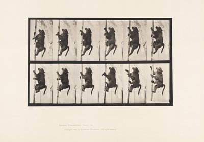 Plaat 749. Baviaan; Klimt op een paal door Eadweard Muybridge
